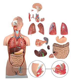 Torso Sexless 18 Parts